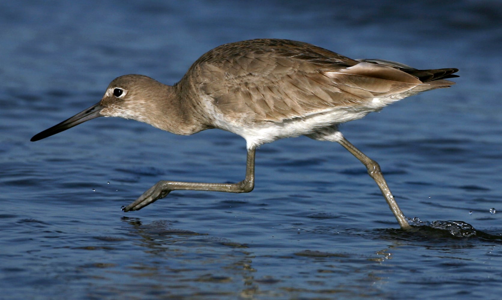 Coastal birds of Georgia