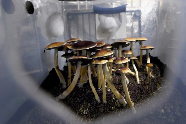 Psilocybin mushrooms ready for harvest.