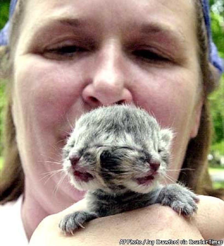Two-faced cat sets Guinness World Record