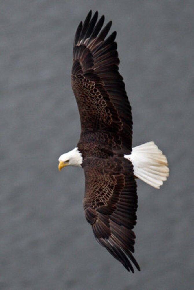 Count shows more bald eagles in Georgia