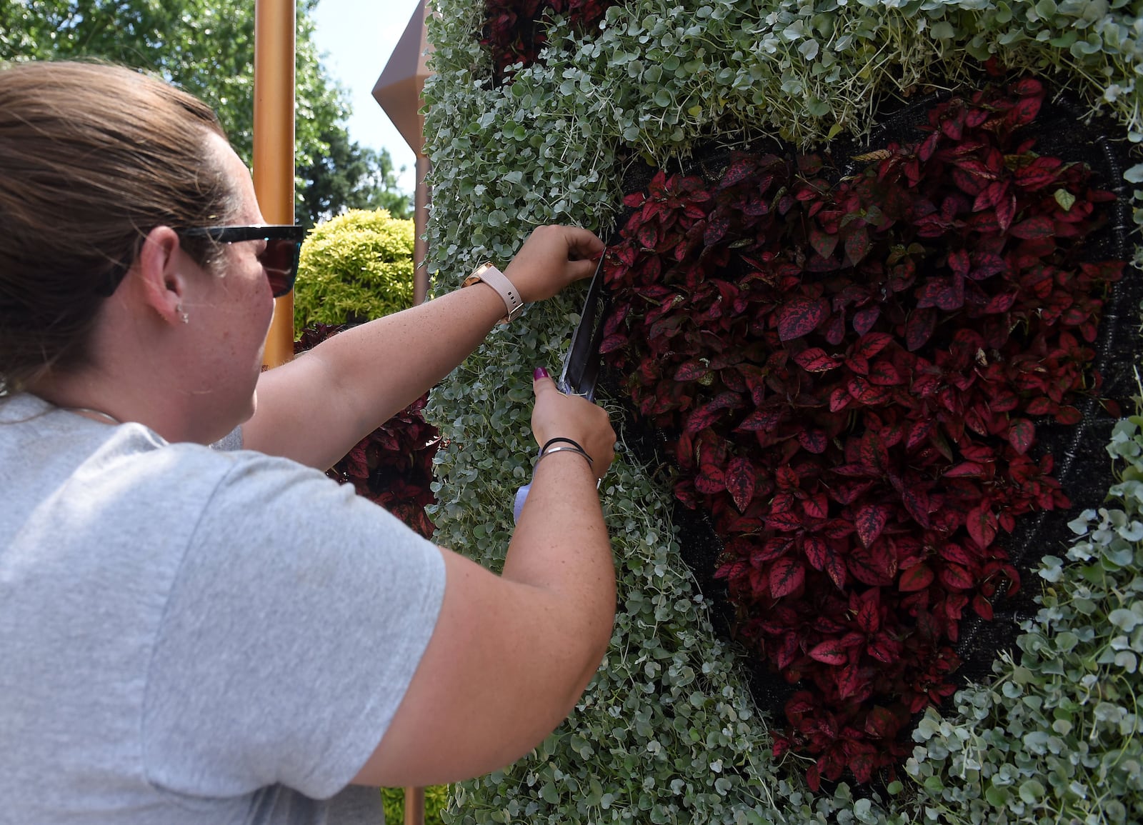 A worker makes last minute pruning adjustments to the Atlanta Botanical Garden's new plant sculpture exhibit "Alice in Wonderland. RYON HORNE / RHORNE@AJC.COM