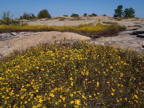 Yellow daisies at Arabia Mountain
(Courtesy of William Bishop)