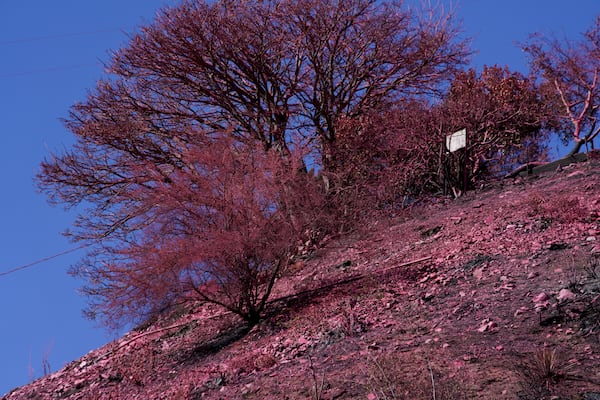 Retardant covers a hillside after crews battled the Palisades Fire in Mandeville Canyon Monday, Jan. 13, 2025 in Los Angeles. (AP Photo/Richard Vogel)