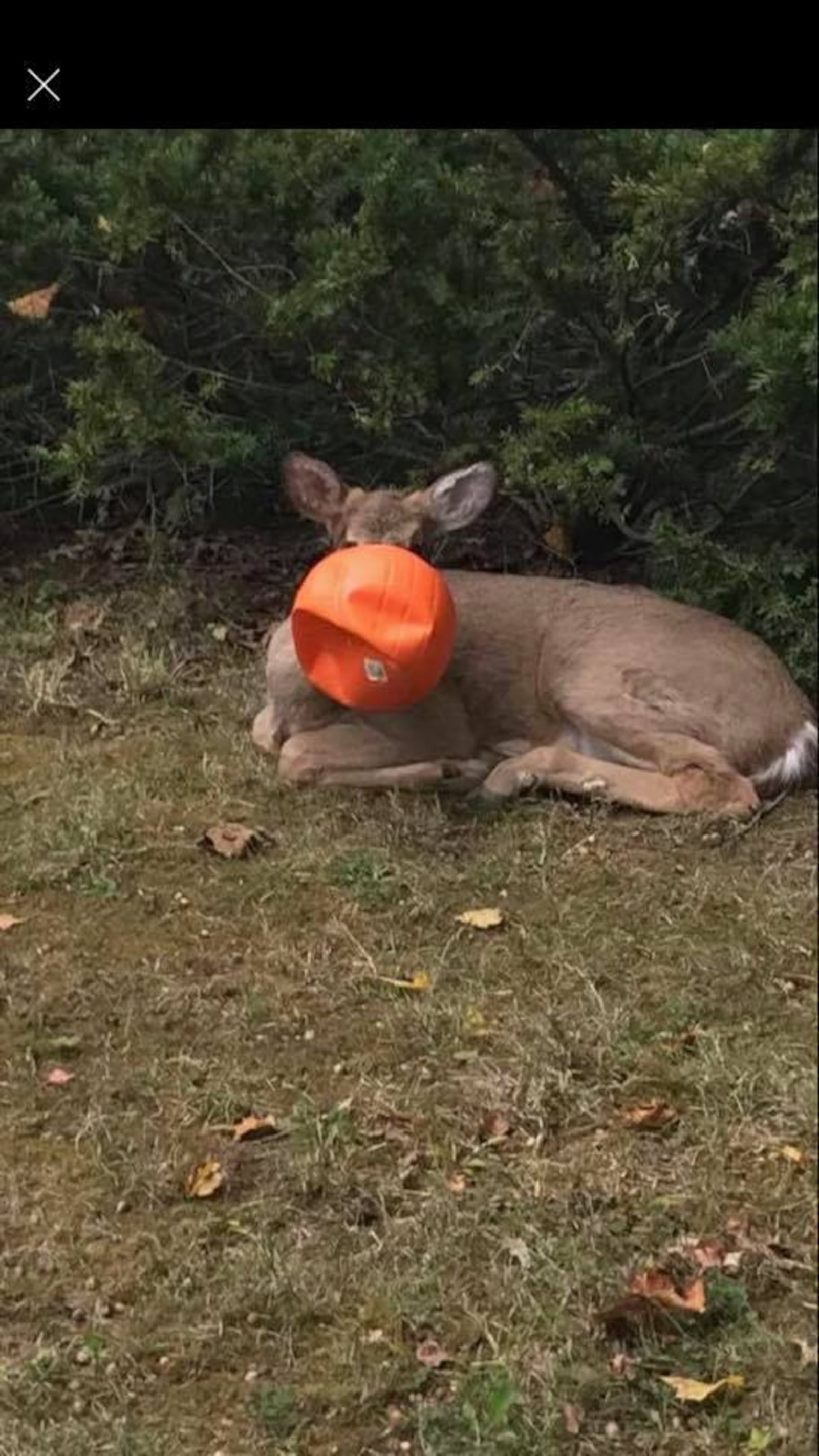 A deer spent nearly four days with a plastic pumpkin stuck on its head. (Photo courtesy Aaron Meyerrenke/Facebook)