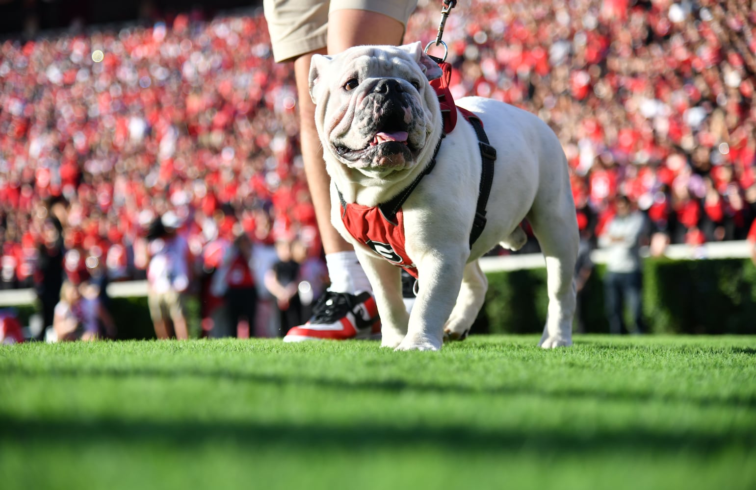 Georgia vs. UT Martin