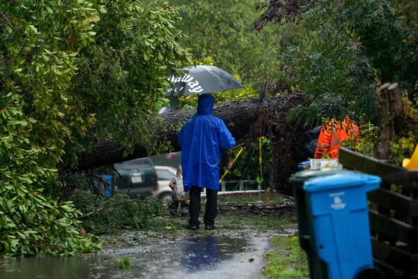 A person is blocked by a downed tree during a storm, Thursday, Nov. 21, 2024, in Forestville, Calif. (AP Photo/Godofredo A. Vásquez)