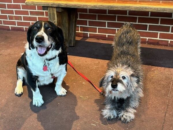 Novio, left, and Chica Waits call Lauren Waits their person. They live in Atlanta's Morningside neighborhood. (Courtesy photo)