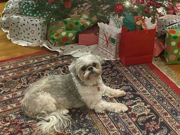 Ellie Mae Boggs calls AJC subscriber Nell Boggs her person. They live in Douglasville. (Courtesy photo)