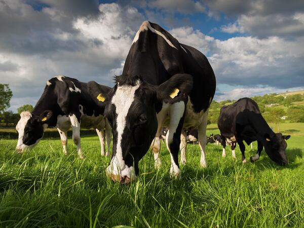 Cows grazing (stock photo)