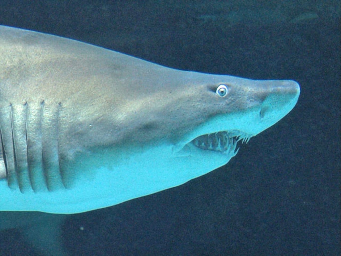 Eye-To-Eye With Sharks At Point Defiance Zoo & Aquarium