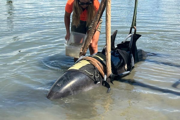 In this photo provided by the New Zealand Department of Conservation a dolphin is tended to at Waitangi, New Zealand, after it was removed from a fishing boat that the dolphin had jumped into on Feb. 28, 2025. (Department of Conservation via AP)