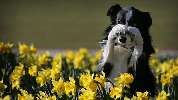 FILE PHOTO: Working Sheep Dog, Twig, performs tricks for photographers amongst the spring daffodils.