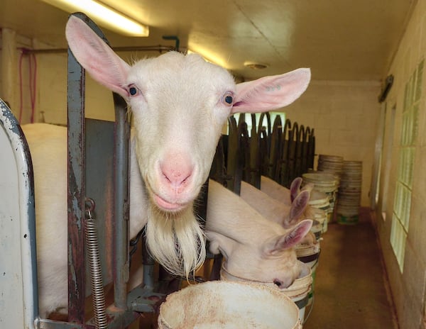 One goat in the milking area of Decimal Place Farm mugs for the camera. "It's a whole lot easier to milk happy goats," Decimal Place Farm owner Mary Rigdon says. "The goats are fed while milked, then released to drink water, as they usually come away from the process pretty thirsty." Chris Hunt for The Atlanta Journal-Constitution