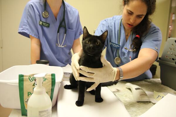  A little check-up for our new friend from Houston. Photo: courtesy of the Atlanta Humane Society