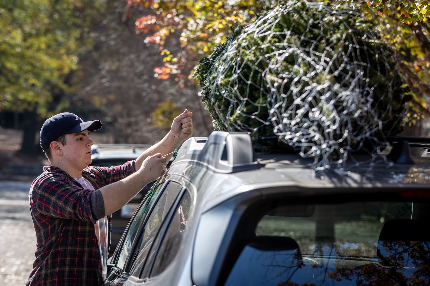 Christmas Tree Outlook