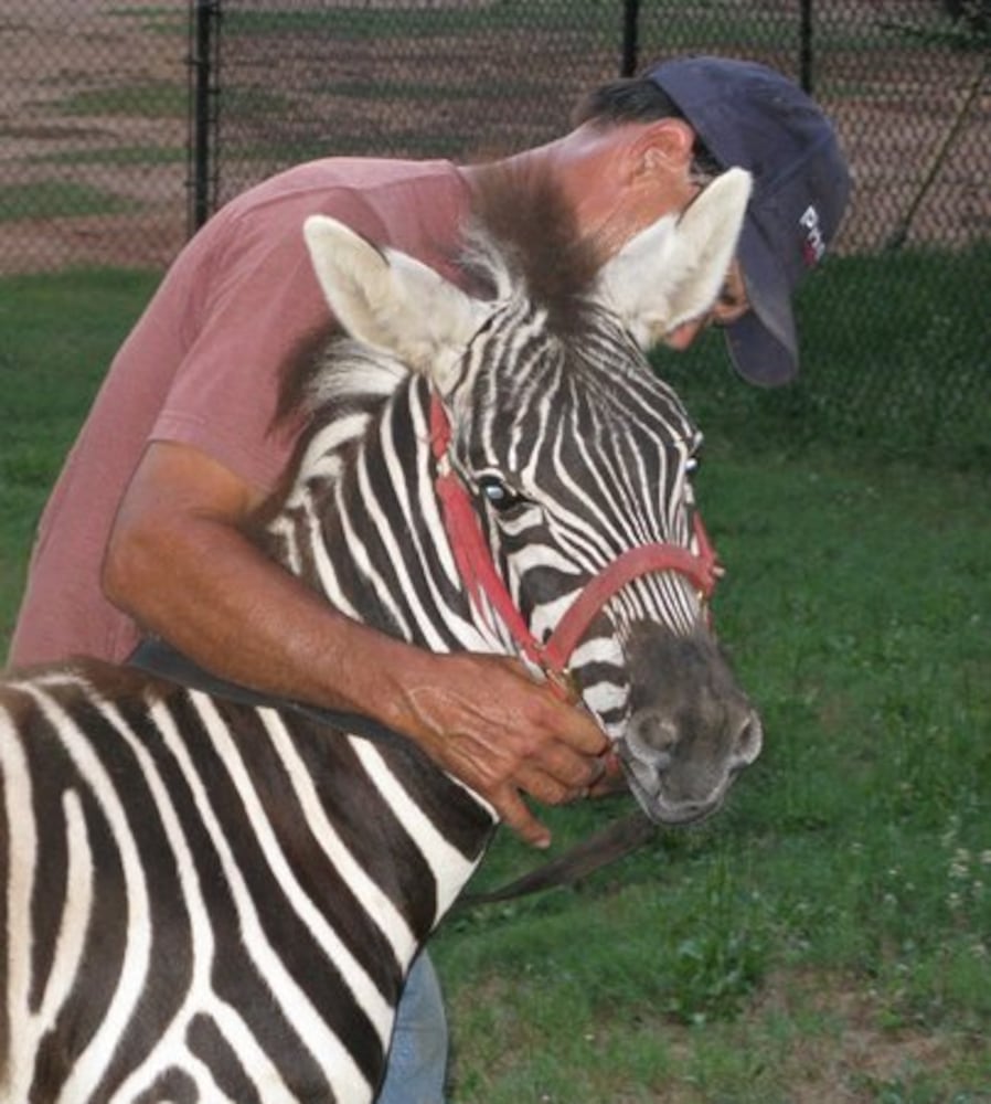 Evidence the zebra settles into his new home