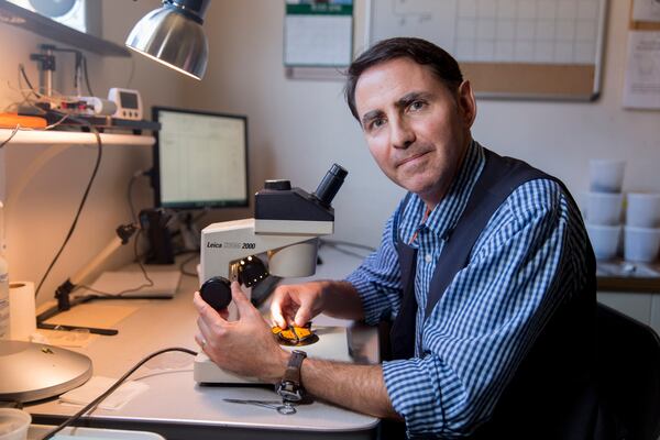 Assistant research scientist Andy Davis with a monarch butterfly under a microscope in his lab at the Ecology Building on campus.