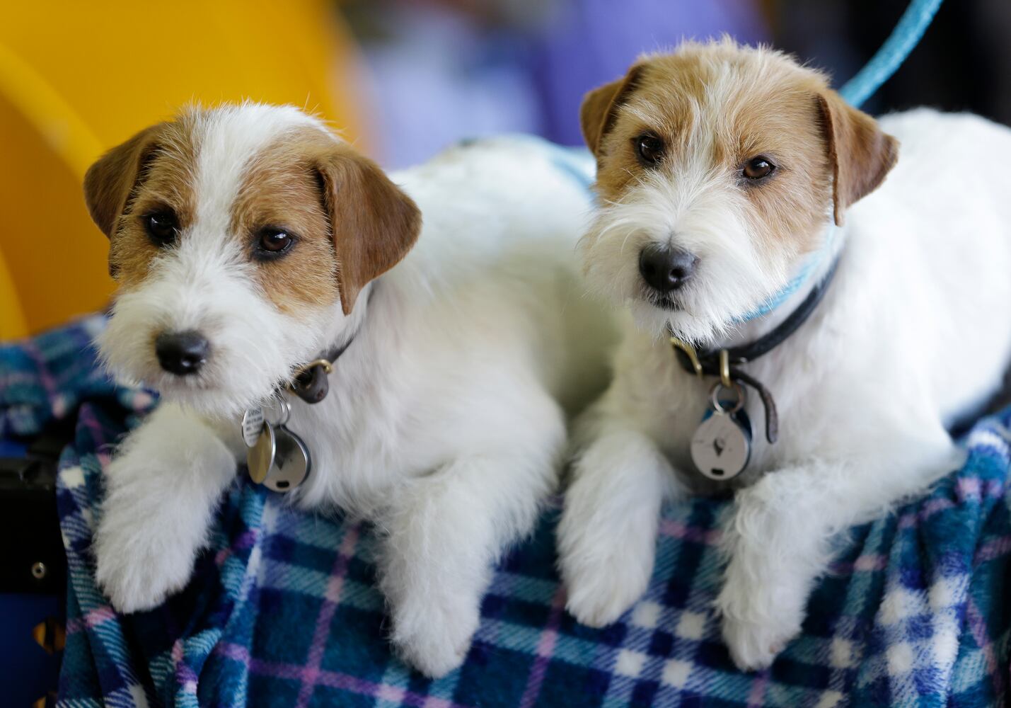 Photos: Westminster Dog Show 2018: Bichon frisé Flynn crowned best in show