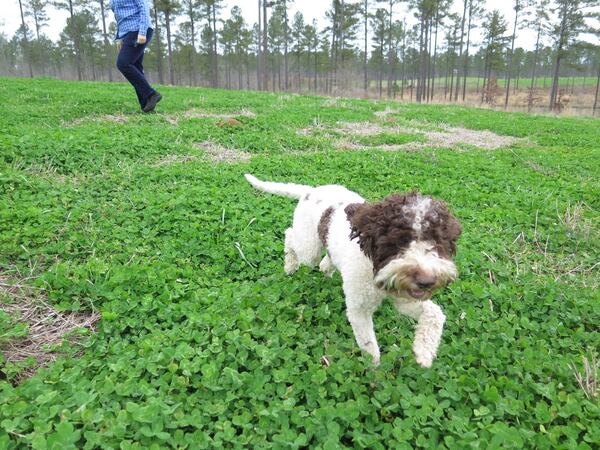 Lagotto Romagnolo dogs like Sophie are traditional truffle hunters in France. Contributed by Emma N. Hurt