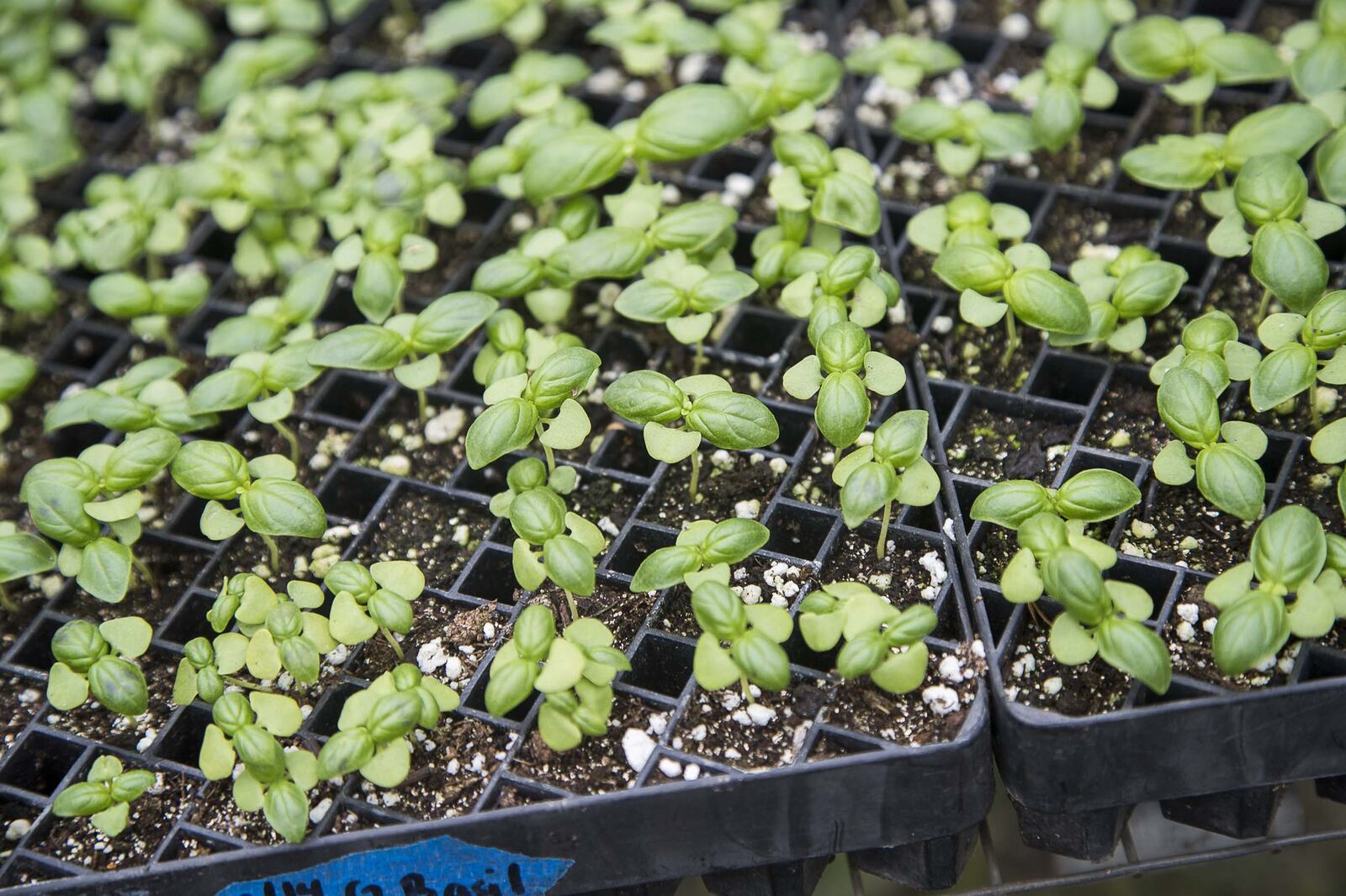 Basil seedlings begin to sprout inside a greenhouse at Love is Love Farm at Gaia Gardens in Decatur. (ALYSSA POINTER/ALYSSA.POINTER@AJC.COM)