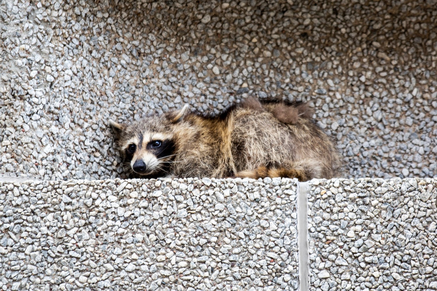 Raccoon climbing Minnesota skyscraper goes viral, captivates nation