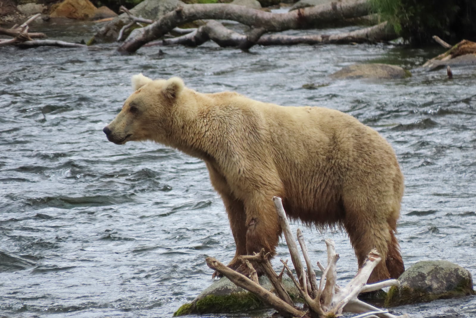 This image provided by the National Park Service shows bear bear 128 Grazer at Katmai National Park in Alaska on July 12, 2024. (T. Carmack/National Park Service via AP)