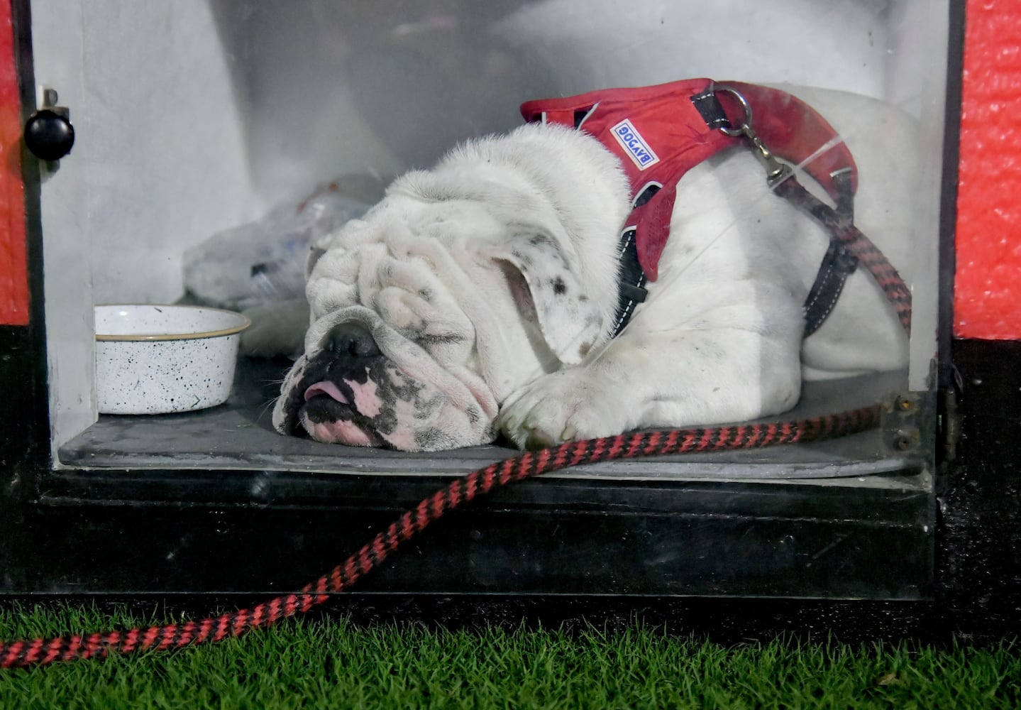 Georgia vs. UT Martin