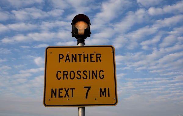 A panther crossing sign is displayed on a road bordering the Panther National Wildlife Refuge in Southwest Florida, Wednesday, Jan. 15, 2025. (AP Photo/Lynne Sladky)