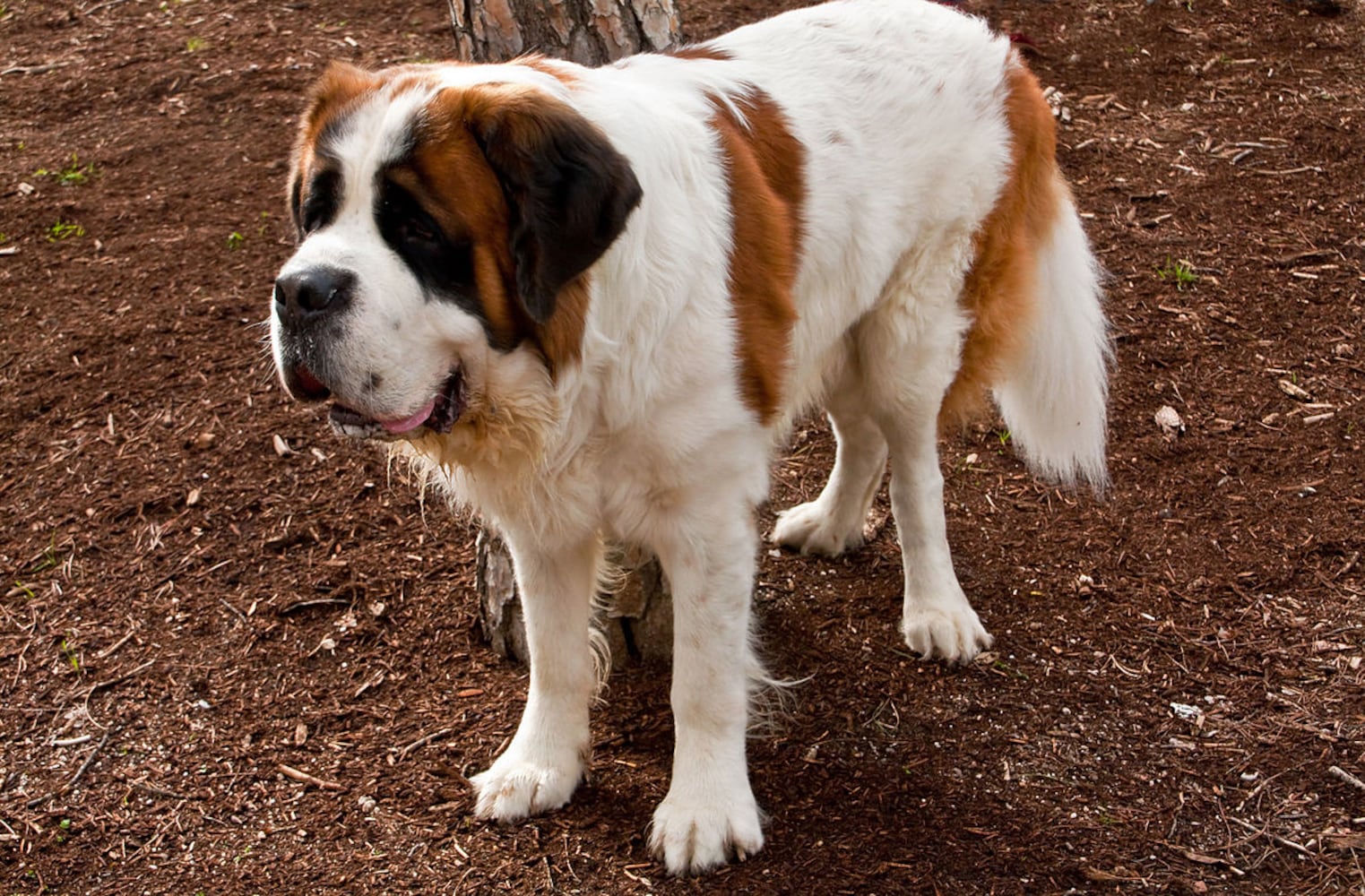 17 least-intelligent dog breeds