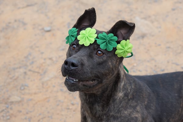 Peanut Butter, a female 3-year-old, is available at Fulton County Animal Services through ID # A490412.