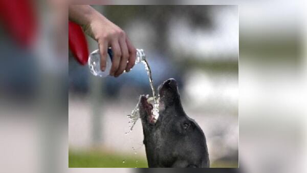 5. Seattle is a city for dogs, and dogs are a unique part of the Amazon culture. The company has more than 7,000 registered canines at its campus. (File photo)