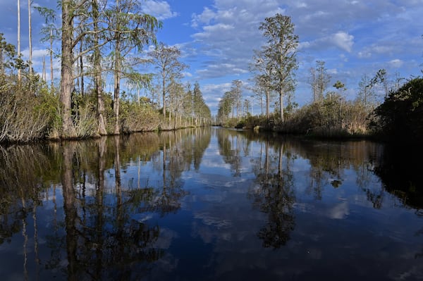 Picture shows Okefenokee Swamp covered with waterlilies, neverwet, pipewort, ferns, maidencane, and a variety of sedges and grasses, Monday, Mar. 18, 2024, in Folkston. Last month, the Georgia Environmental Protection Division (EPD) released draft permits to Twin Pines Minerals for a 584-acre mine that would extract titanium and other minerals from atop the ancient sand dunes on the swamp’s eastern border, which holds water in the refuge. (Hyosub Shin / Hyosub.Shin@ajc.com)