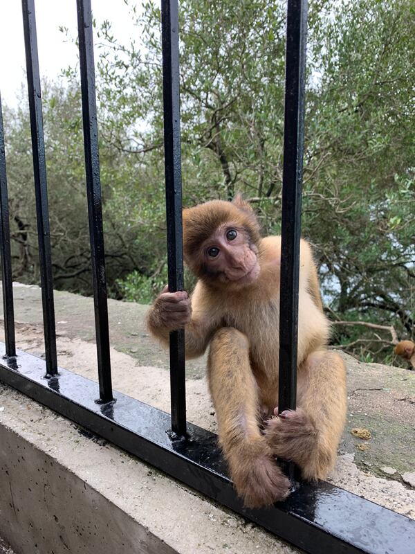 Steven LaPonzina took this photo two years ago of a Barbary ape checking out the tourists on Gibraltar.