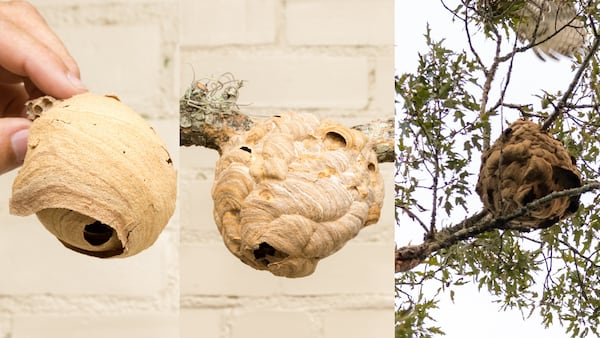 (From left) An embryo nest, primary nest and secondary nest of the yellow-legged hornet. Courtesy of the Georgia Department of Agriculture