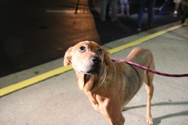  Take me home! Photo: courtesy of the Atlanta Humane Society