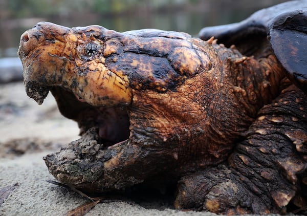 A large male Suwannee alligator snapping turtle