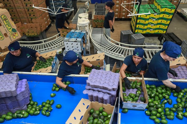 Workers pack avocados in Uruapan, Mexico Wednesday, Nov. 27, 2024. (AP Photo/Armando Solis)