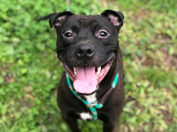 Jose is our pet of the week from the folks at Lifeline.