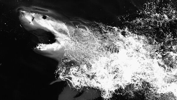 GANSBAAI, SOUTH AFRICA - JULY 08: (EDITOR'S NOTE: THIS DIGITAL IMAGE HAS BEEN CONVERTED TO BLACK AND WHITE) A Great White Shark is seen in the Indian Ocean near the town of Gans Bay on July 8, 2010 in Gansbaai, South Africa.  (Photo by Ryan Pierse/Getty Images)