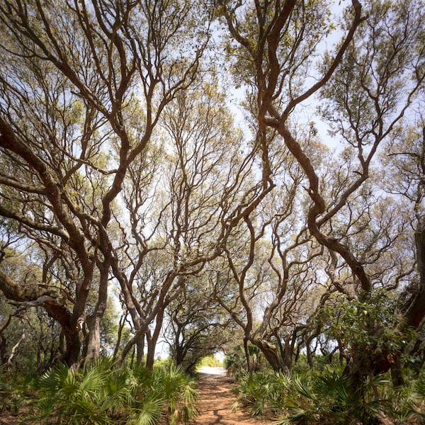 "The windswept trees are just unbelievably beautiful, the way the light comes through them in the morning," said photographer Benjamin Galland. 
Courtesy of Benjamin Galland