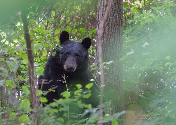 A black bear was seen Wednesday near Laurel Park in Marietta. It was tranquilized before being relocated to an undisclosed location in North Georgia.