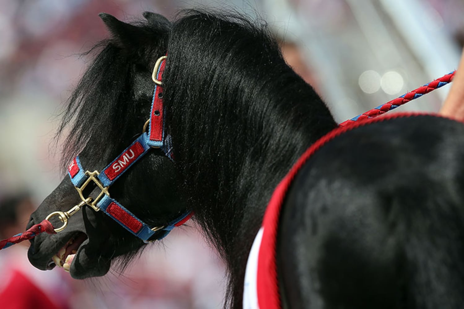 SMU Mustangs