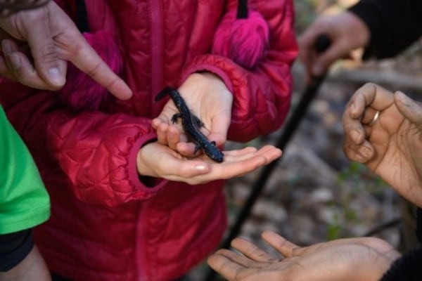 Become citizen scientists and document salamanders and frogs with regional experts at  the Amphibian Foundation Salamander Stroll in Decatur.