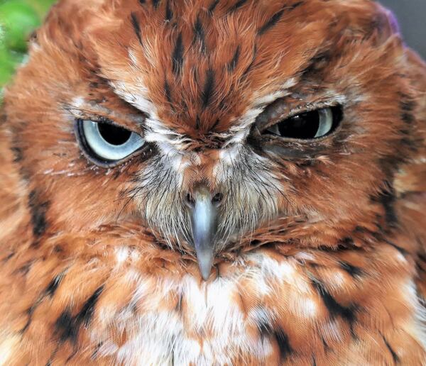 "On a family cruise to the Cayman Islands at the beginning of 2020, we
came across this handsome owl in a cage. He appeared to be as interested in
us as we were in him. From the look in his eyes, I'm glad he was in a cage.
With such a look, I couldn't resist taking his picture," wrote Jerry Hershovitz.