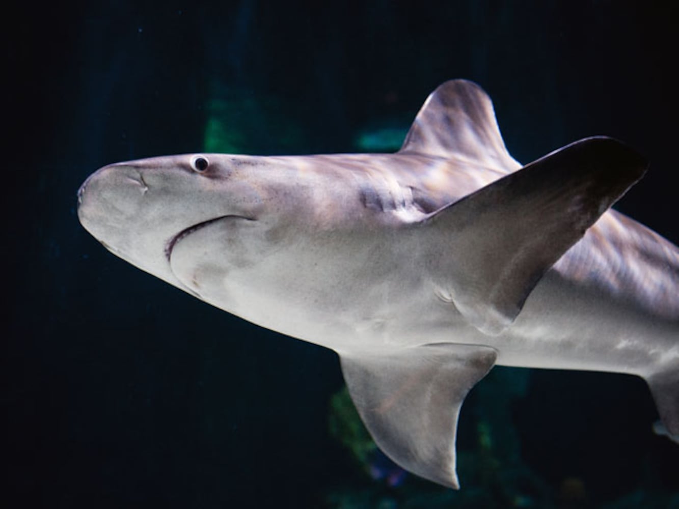 Eye-To-Eye With Sharks At Point Defiance Zoo & Aquarium