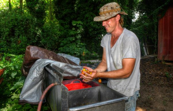 Charlie Boatright of Canton is the sole gardener at Milton's Acre just behind Milton’s Cuisine & Cocktails, but he gets help from the staff during planting time in early April, and again in late summer. Here, Boatright washes fresh-picked cherry tomatoes for that night's recipes. (Chris Hunt for the AJC) 