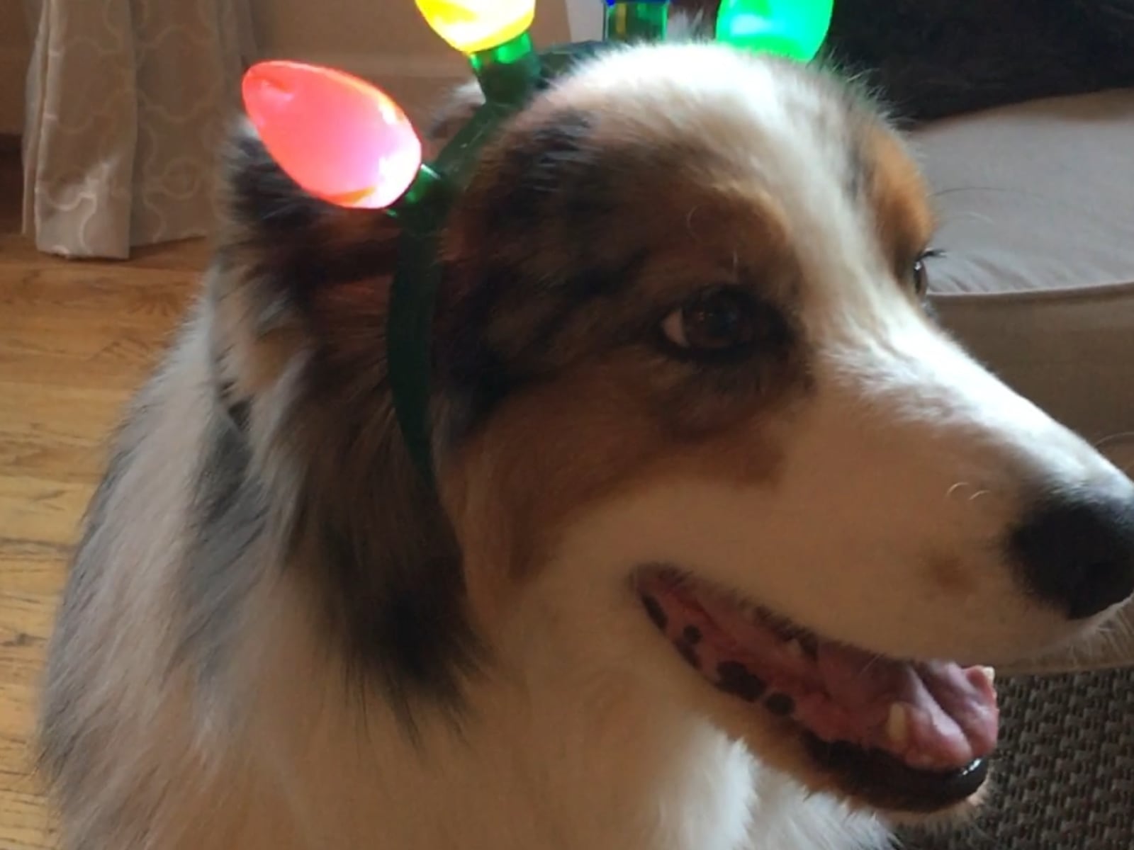 Smooch Webb, a 14-year-old Australian Sheepdog, gets decorated for Christmas. (Courtesy photo)