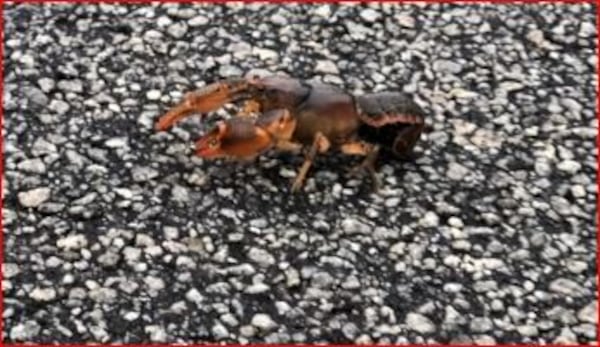 Kelly Johnson of Stone Mountain found this creature crawling across the road near a storm drain. "It about the size of a 50-cent piece and looks like a mini lobster!" she wrote.