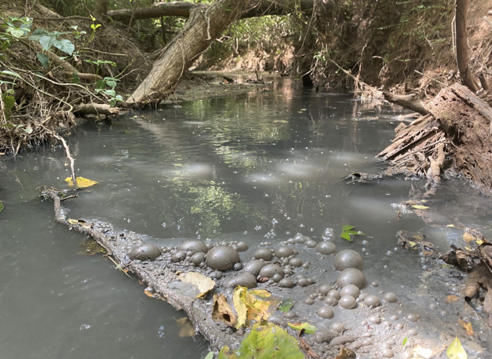 Soil amendments polluted Little River, killing more than 1,000 fish.