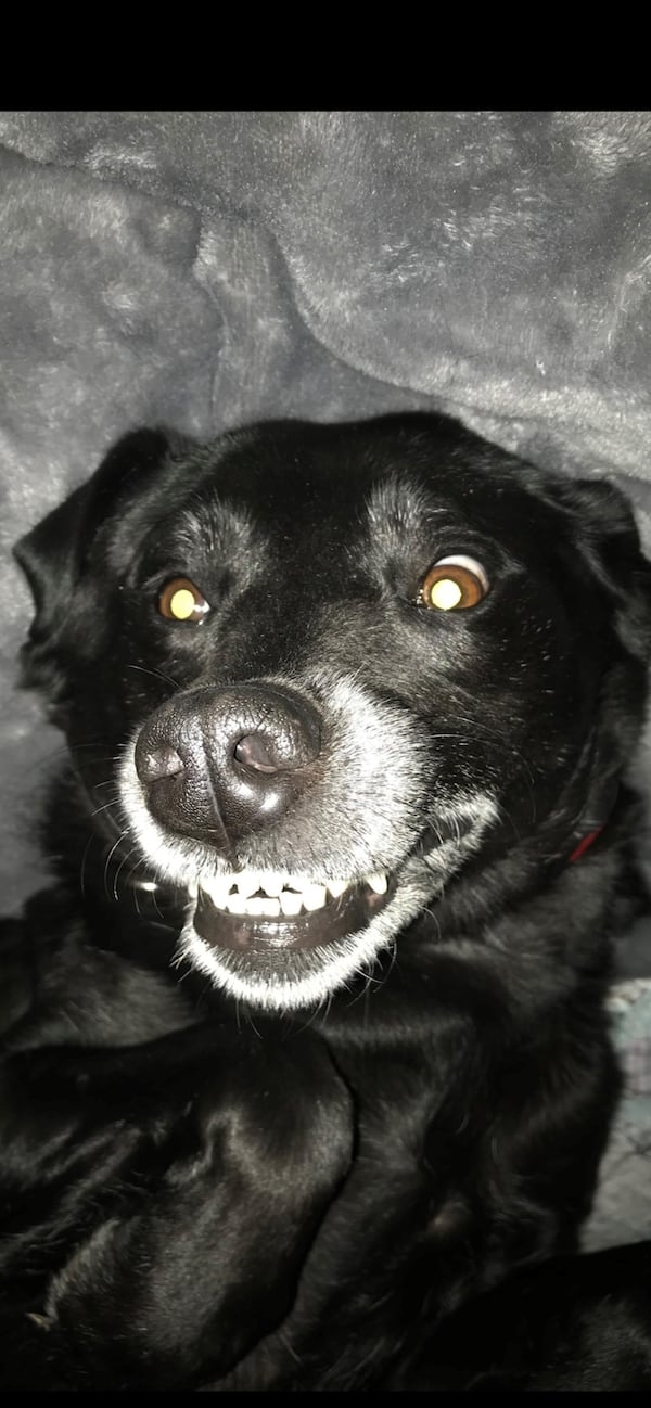 Marley, the black lab, ha a peculiar way of smiling. Photo: Mary Jane Moss